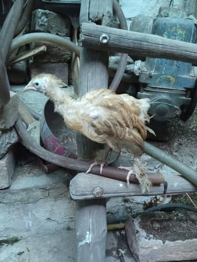 golden heavy buff chick