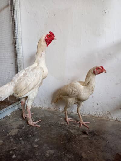 Aseel Heera joda for sale loc WAH CANTT 03125641760