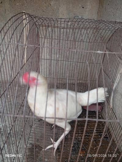 Murghi and Murghi for sale