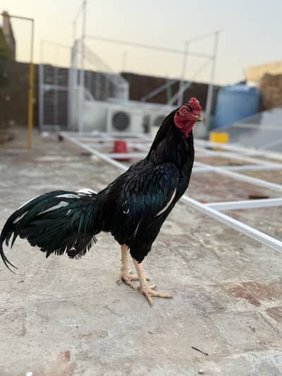 Lasani mushka for sale