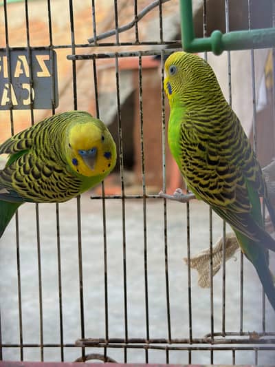 Budgies & Cocktail Bird's