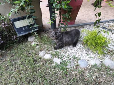 Rare Black-Smoke Longhair Siblings (Bonded Pair Preferred)