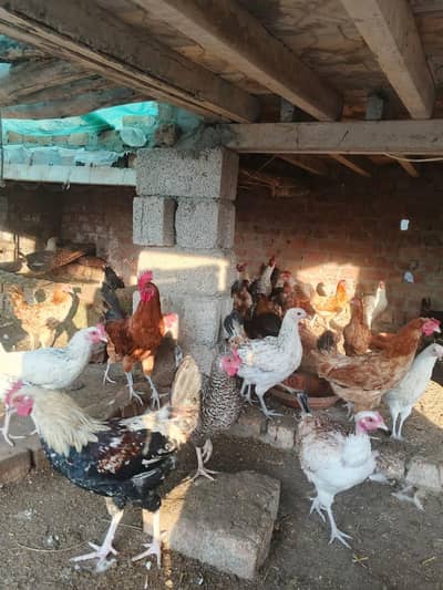 golden misri eggs hens