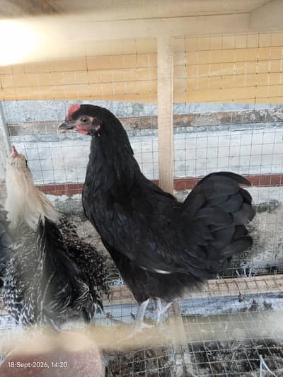Active and Healthy Chicks For Sale with Cage