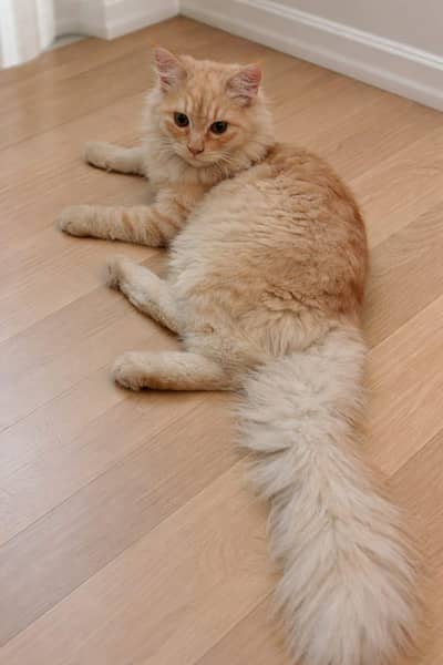 female cat for sell