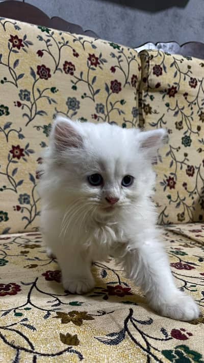 persion cat double coated