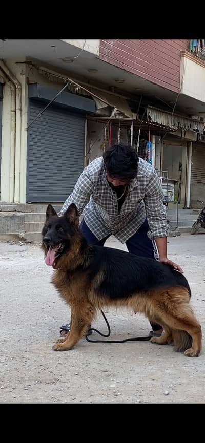 Available for stud in Karachi pedigree confirn male