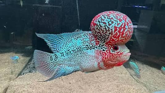 Premium Quality Fishes In Very Reasonable PricesWhatsapp: 03705102067