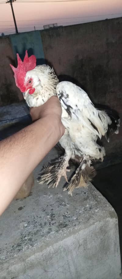 2 Male h 1 female