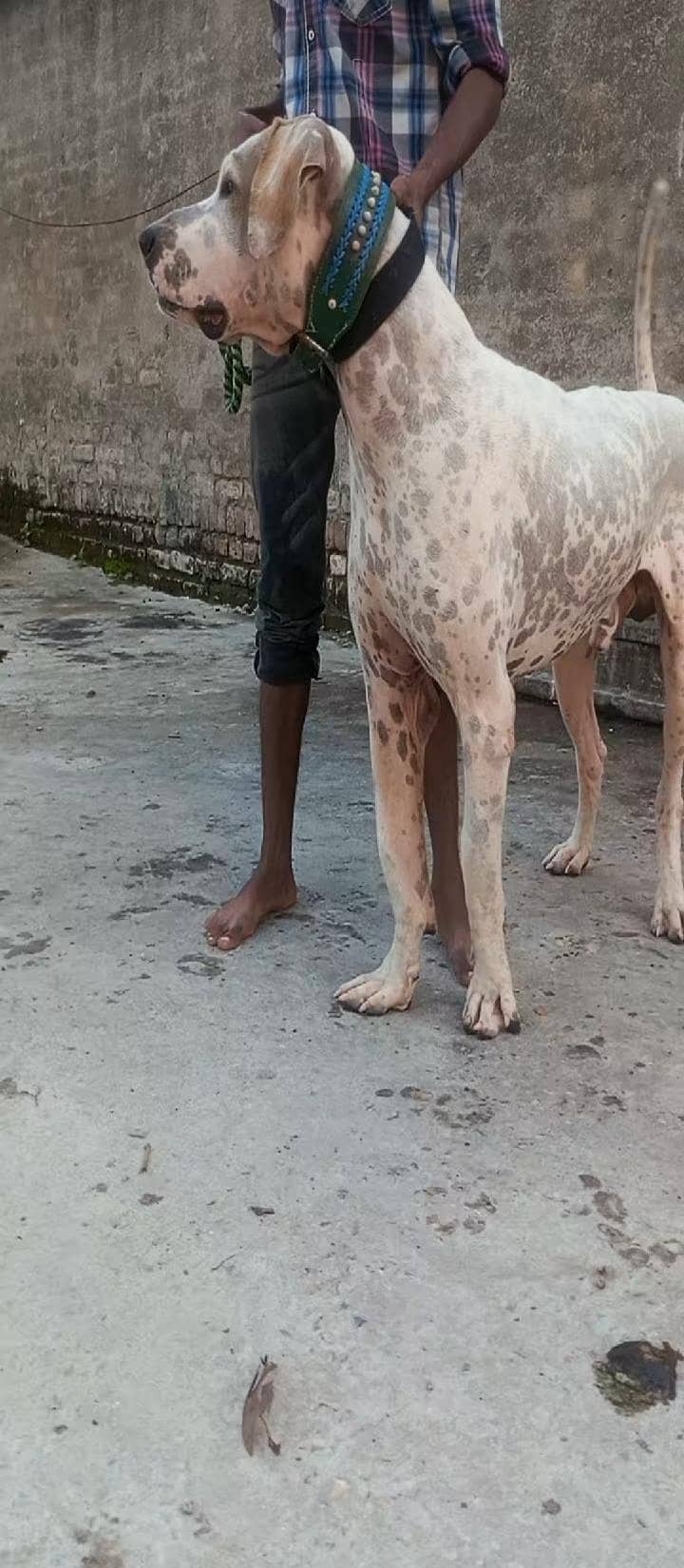 bully dog 0
