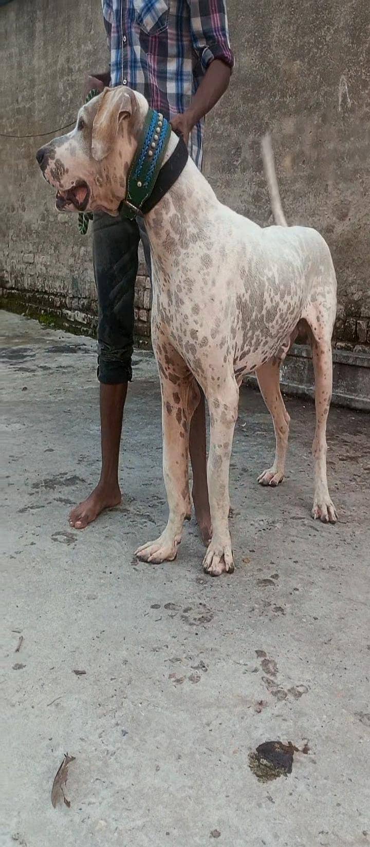 bully dog 1
