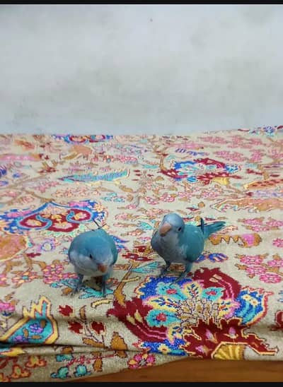 BLUE MONK AND YELLOW RINGNECK PAIRS