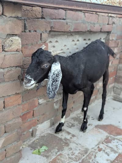 Bakri Ghr Pali hoi