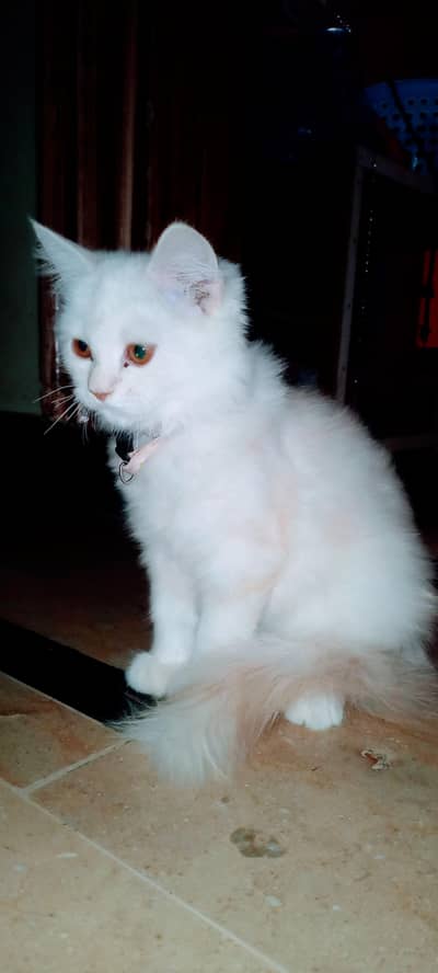 selling my female cat