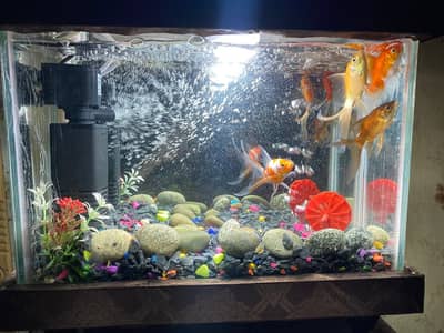 Aquarium with golden fishs