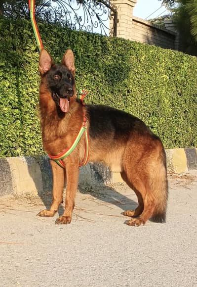 German Shepherd male 9 mahine age for sale