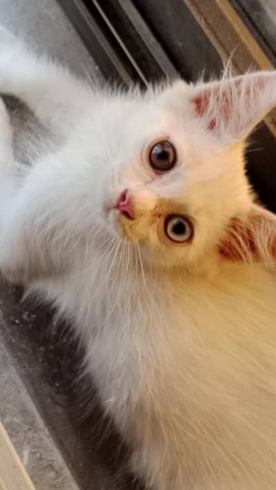 Persian cat different eye colors