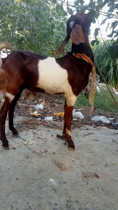 Desi Bakra for sale