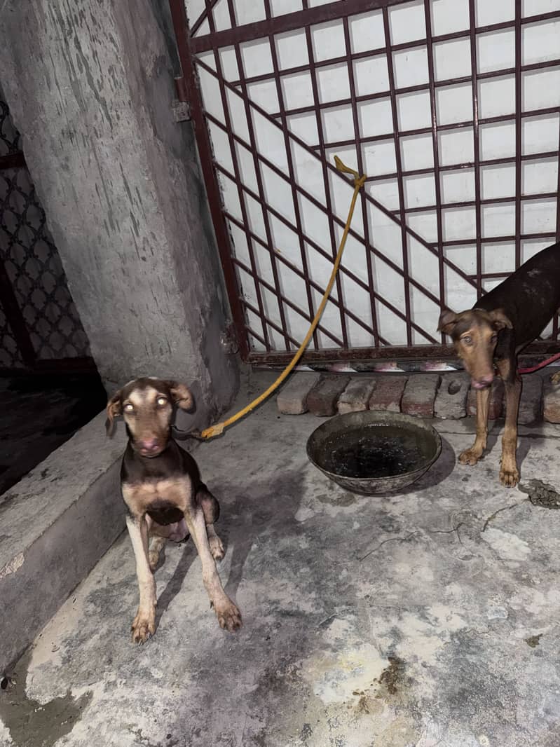 Doberman pair 4