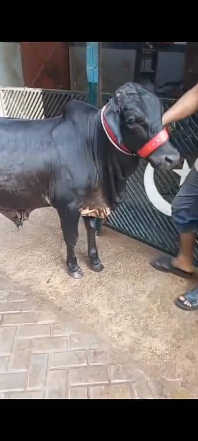 black cholistani gena