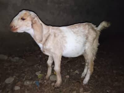 best for qurbani