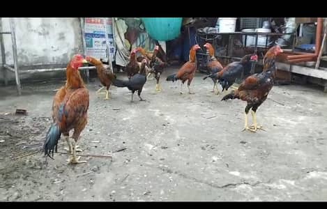 pur aseel hens