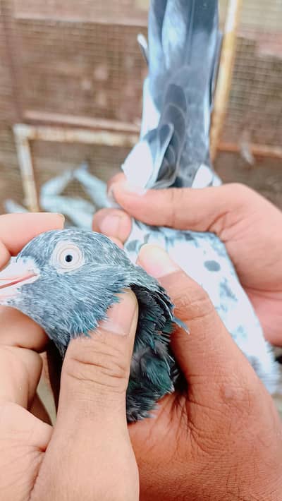 Teddy pigeon old breeder