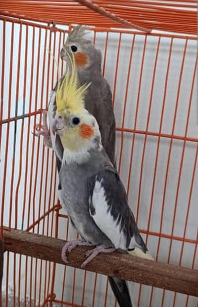 gray cocktail