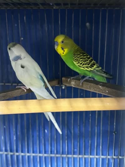 Budgie albino java lotino