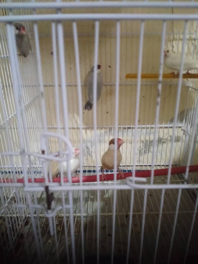 albino java lotino 2