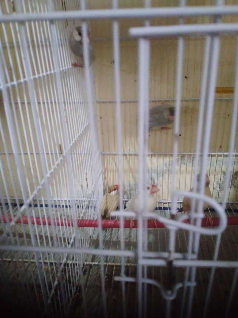 albino java lotino 5