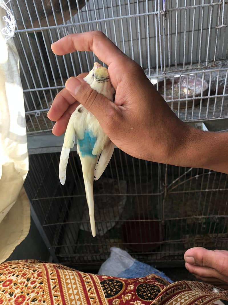 albino java lotino 9