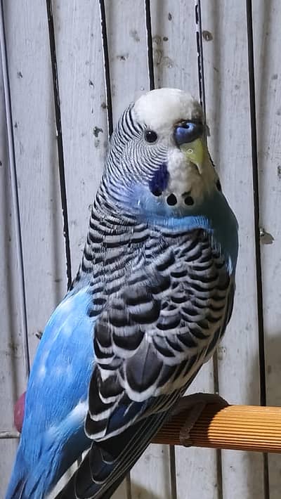 budgies blue