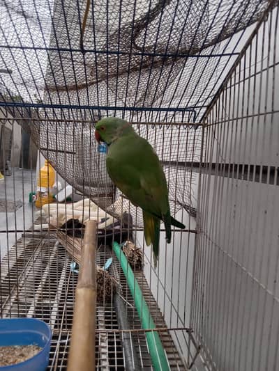 Ringneck Male