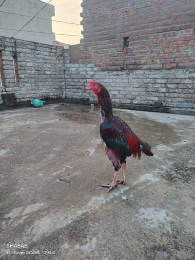 Pure Aseel Murga 18 Months Old - Healthy & Active