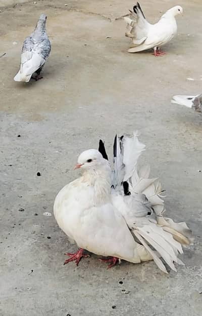 breeder fancy and lakky pairs