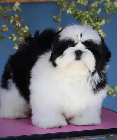 Shihtzu Puppies Available