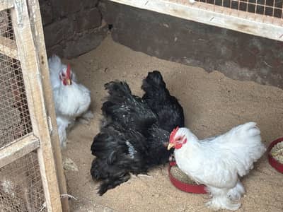 Bantam male