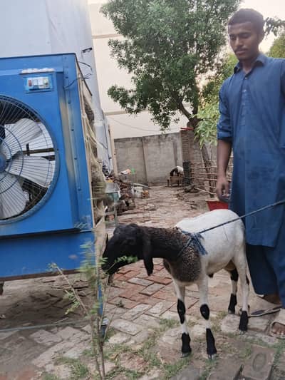 dunba sheep
