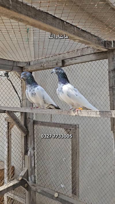 Breeder Pair