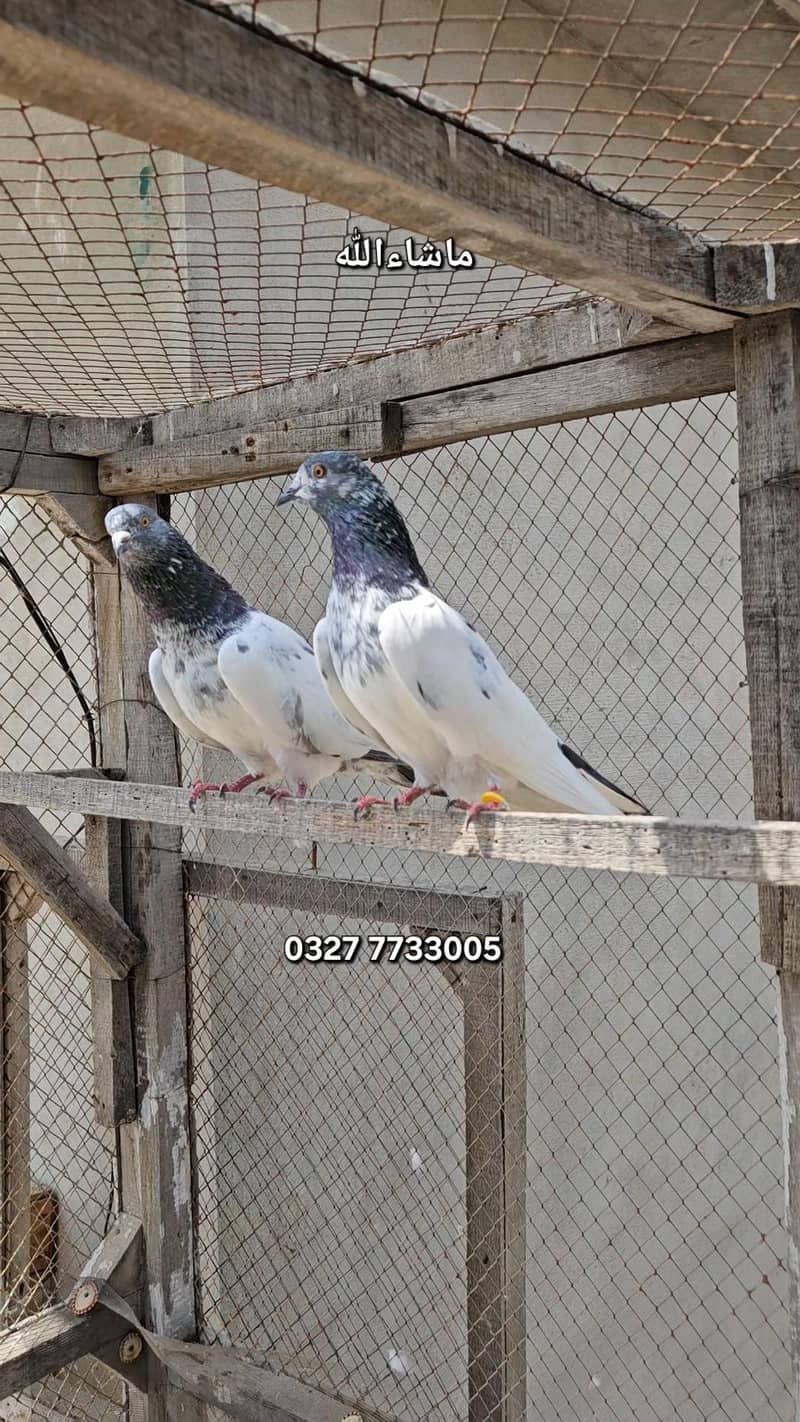 Breeder Pair 1