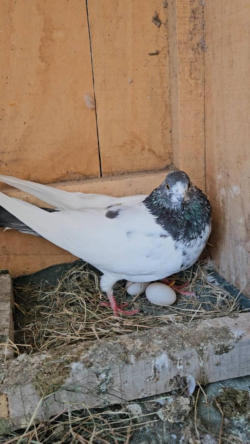 Breeder Pair 2