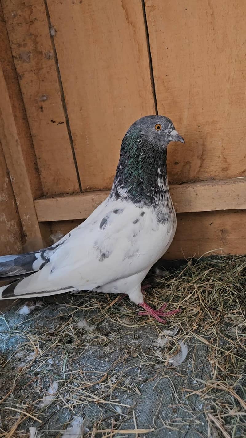 Breeder Pair 3