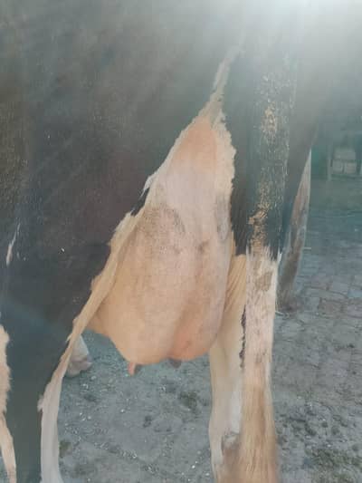 original farami cow for sale.