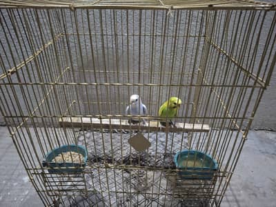Australian Parrots Pair for Sale