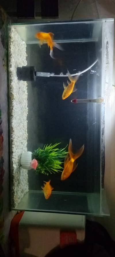 Aquarium and Fishes Full Setup