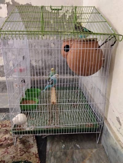 parrot cage 1.5/2 with 2 Australians parrot pear