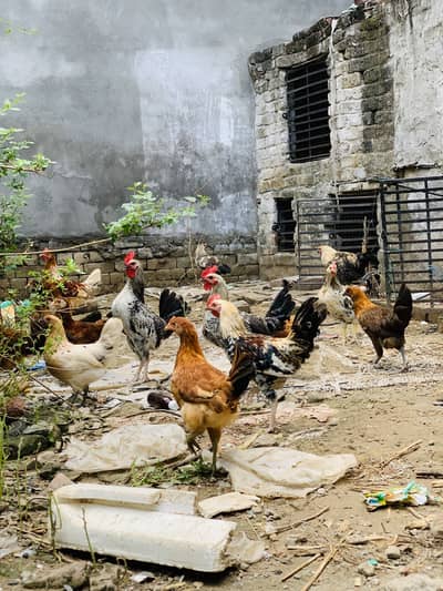 Desi egg wali murgiya Murgay