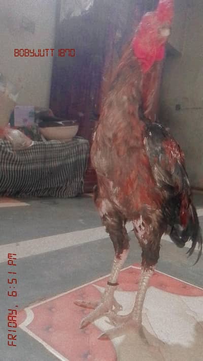 healthy Asel roster for sale