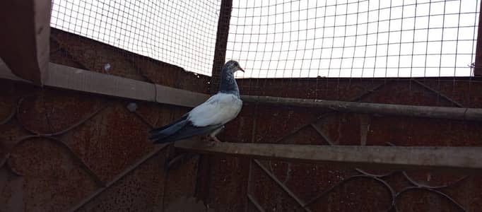 pigeon for sale